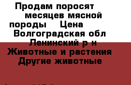 Продам поросят 1,5-2месяцев мясной породы. › Цена ­ 3 000 - Волгоградская обл., Ленинский р-н Животные и растения » Другие животные   